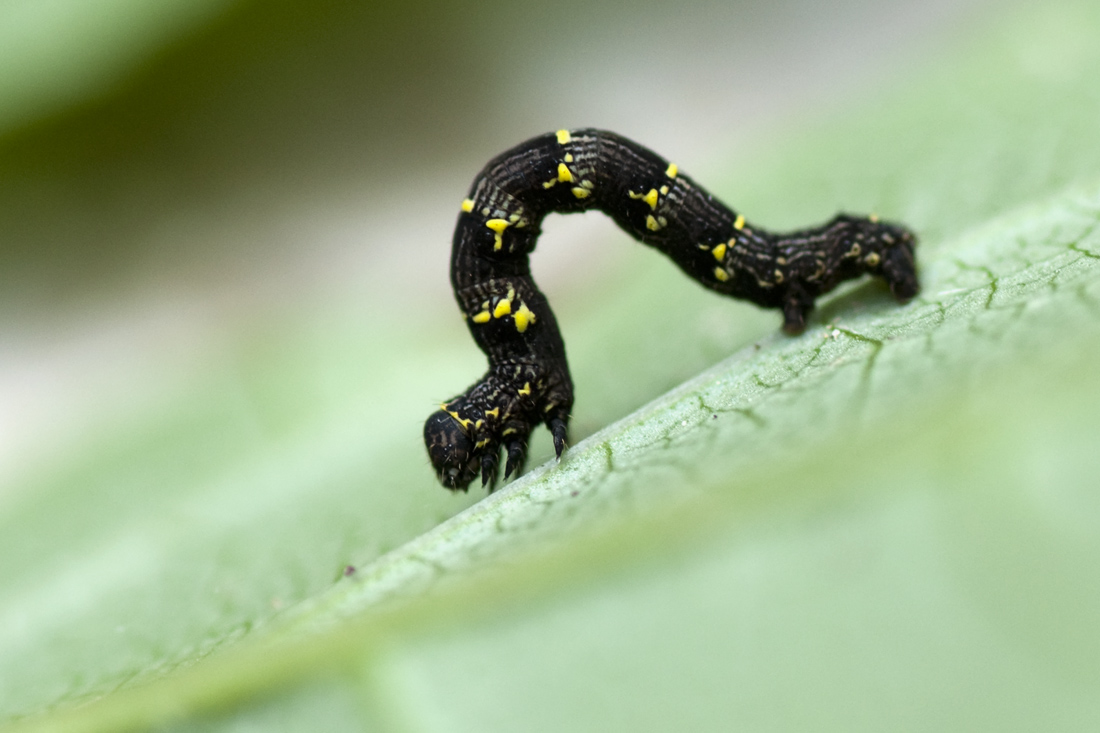 piccolissimo geometride  lycia sp? (bruco)